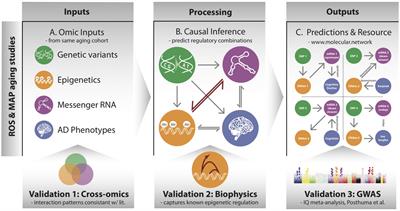 Multi-omic Directed Networks Describe Features of Gene Regulation in Aged Brains and Expand the Set of Genes Driving Cognitive Decline